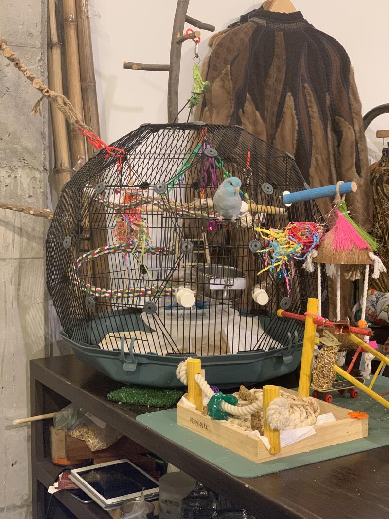 A bird inside his cage that has many accessories