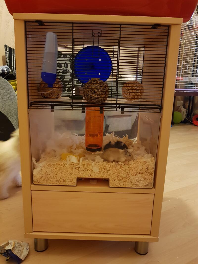 a light wooden coloured qute cage for hamsters with two small hamsters inside