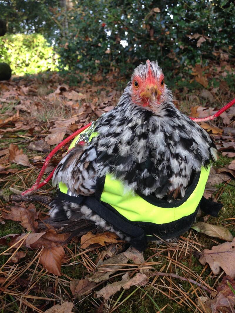 Kurczak w kamizelce odblaskowej siedział na dworze wśród jesiennych liści