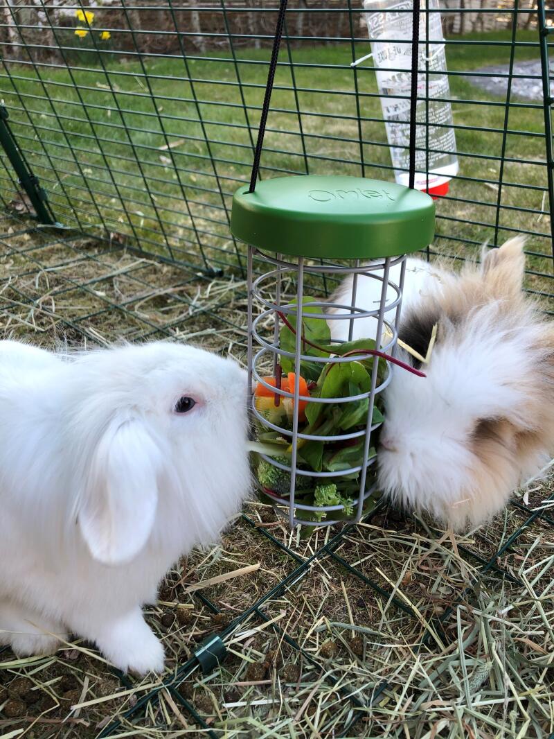 Deux lapins en peluche qui mangent sur le site Caddi Omlet .