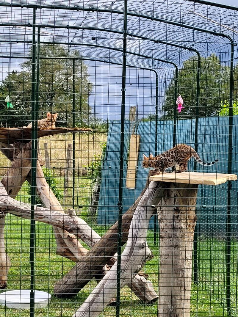 Two cats playing on a tree placed inside a large cat enclosure