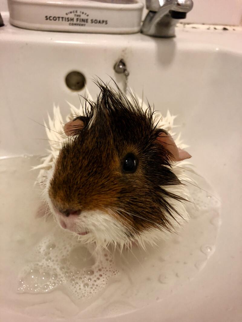 a brown and white guinea pig being washed in a sink
