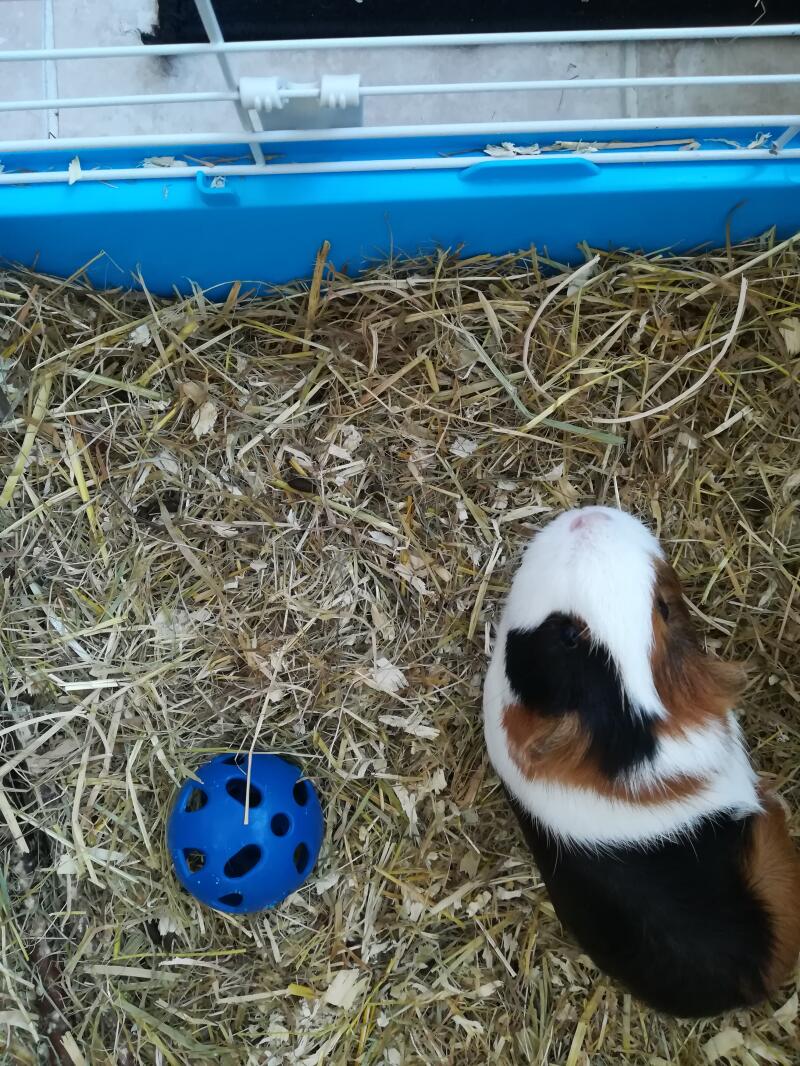 a white black and brown guinea pig in a blue hutch with a blue ball