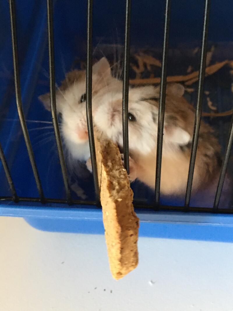 Deux hamsters appréciant une friandise à travers les barreaux de la cage.