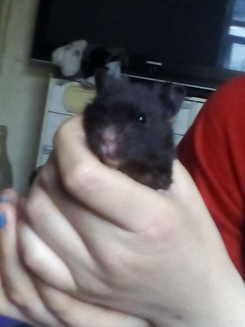 Hamster being held