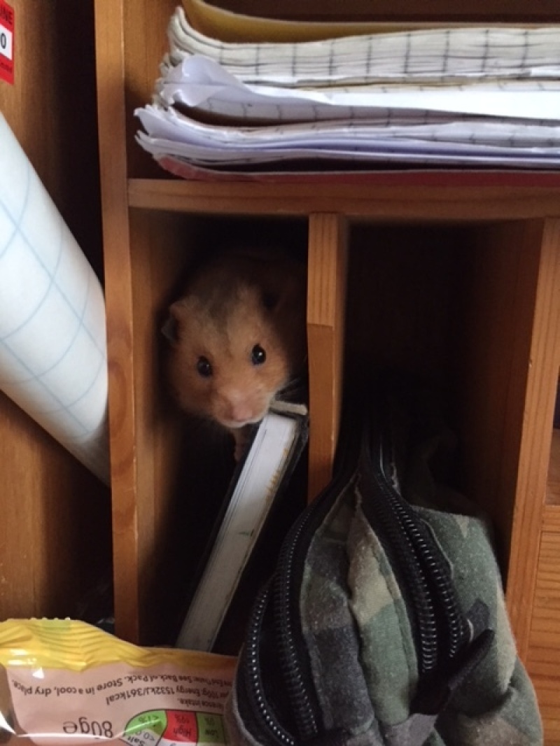 A hamster inside a bookshelf