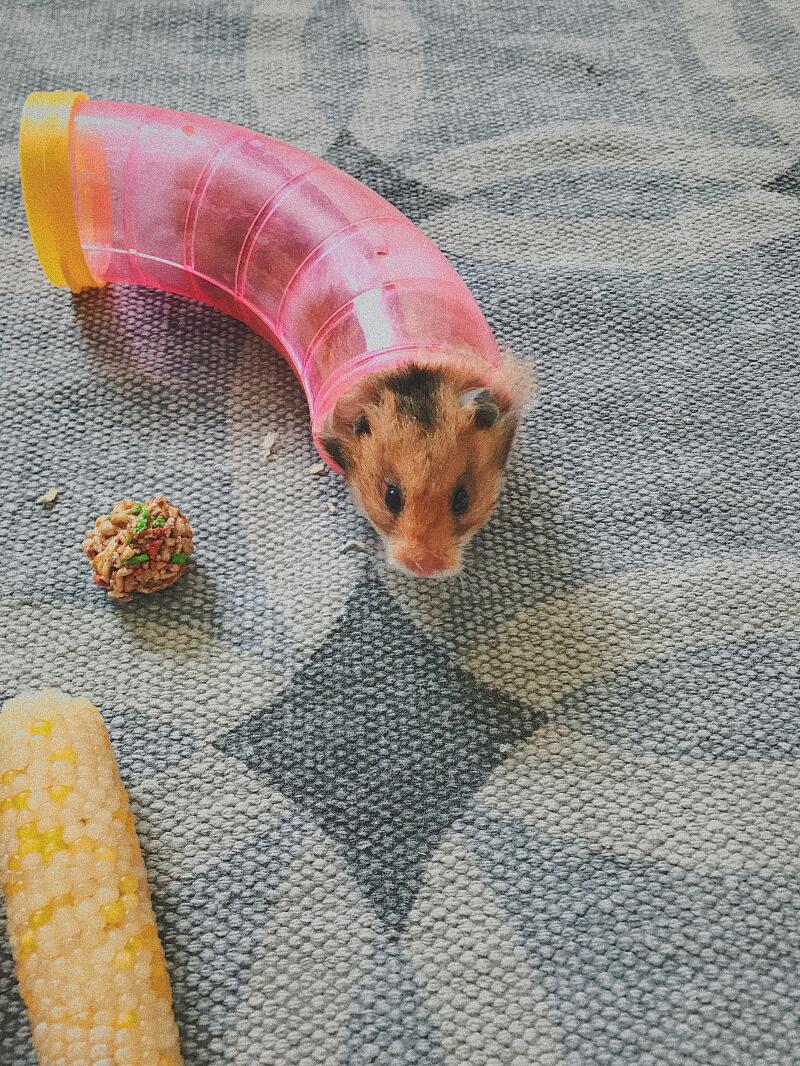 Hamster in tube