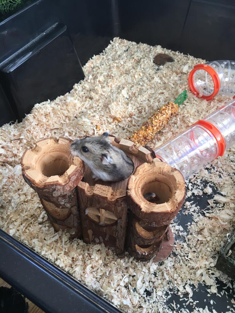 Mijn hamster houdt ervan om zijn huis te verkennen.