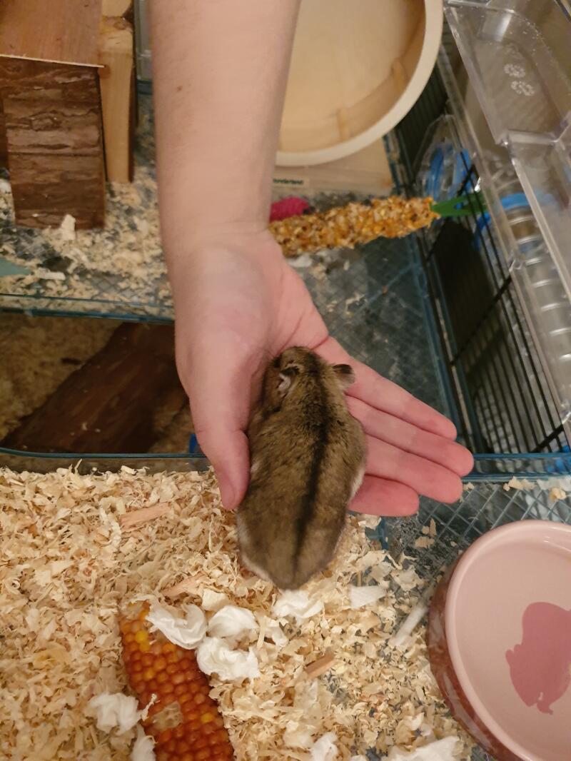 Un hamster qui sort de sa cage et s'accroche à la main de son propriétaire.