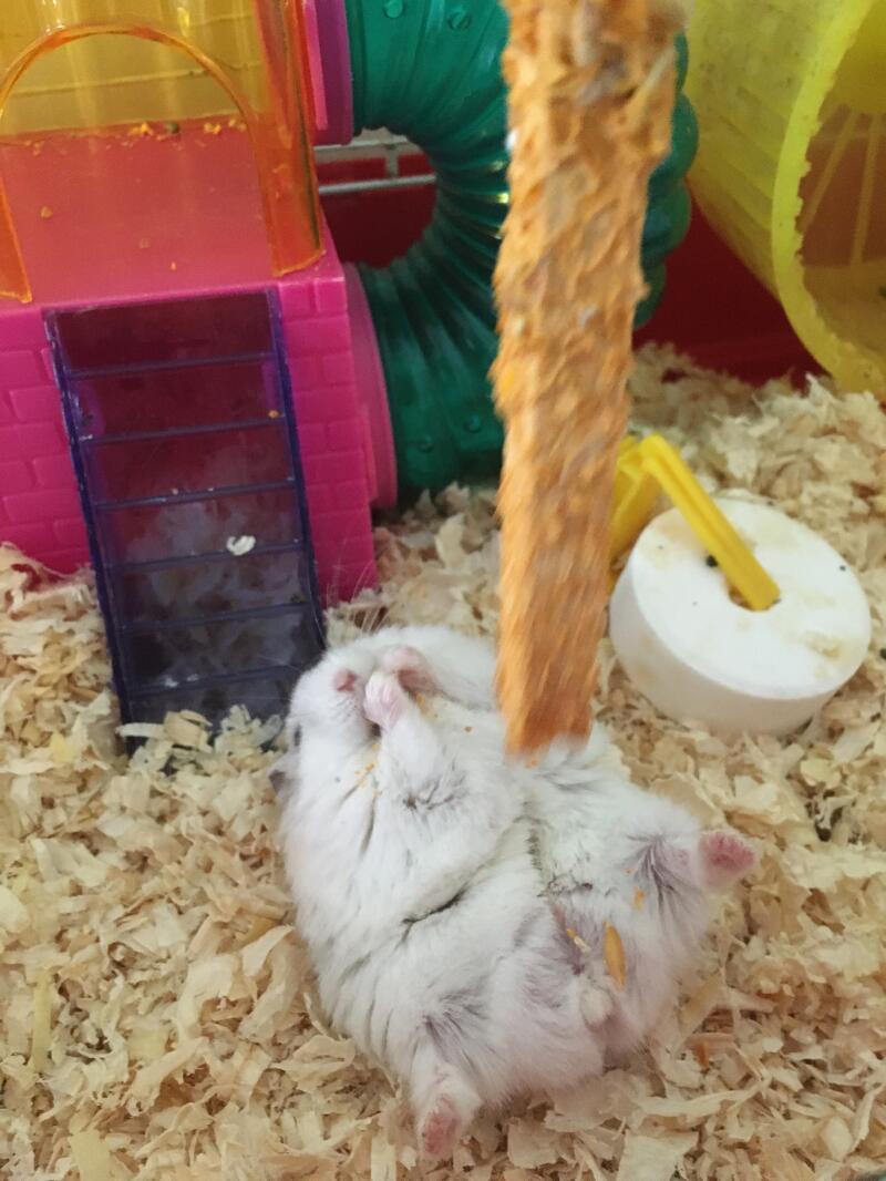 Un hamster dans sa cage mangeant de la nourriture dans un bâton de friandise