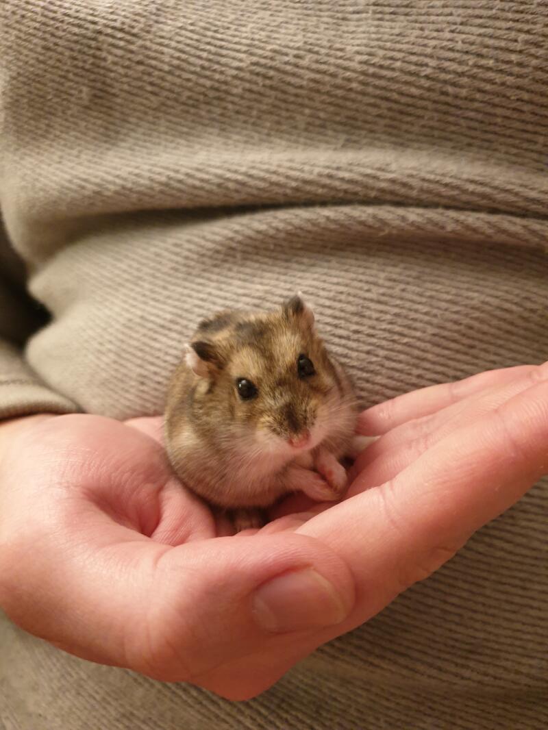 a grey dwarf hamster stood in their owners had