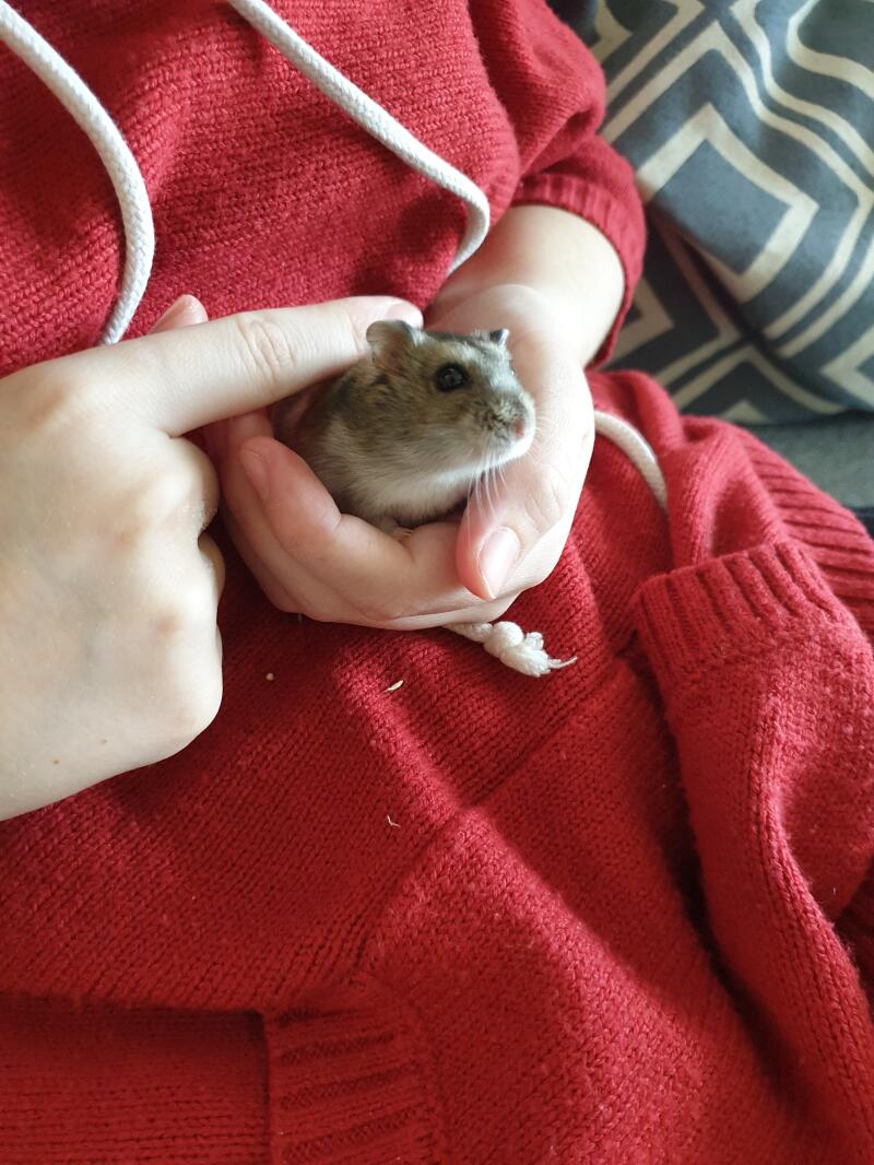 Hamster in hand