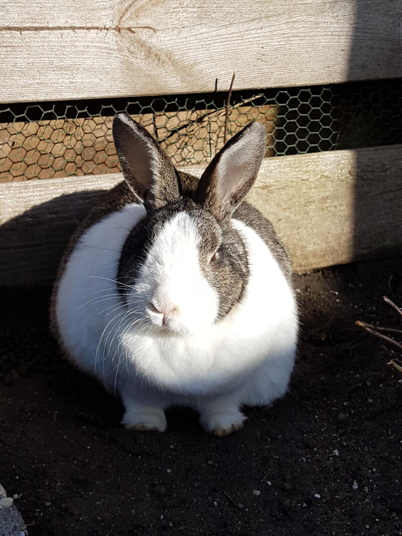 Een mollig zwart-wit konijntje zat in de zon