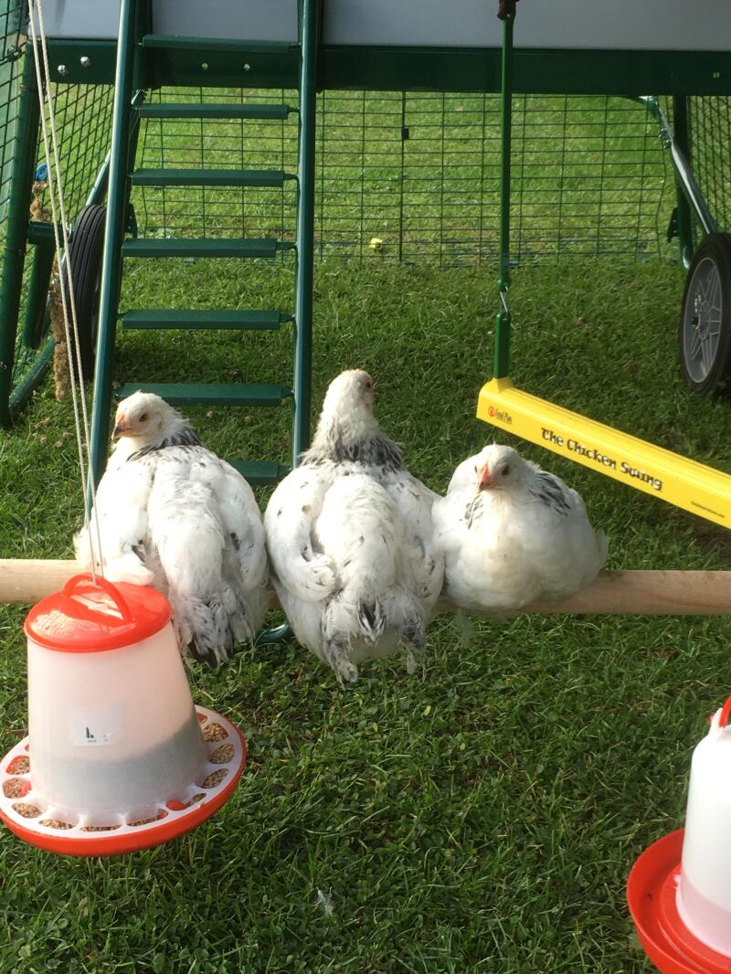 Pollos en Omlet percha universal para pollos en el corral de Eglu Cube gallinero grande