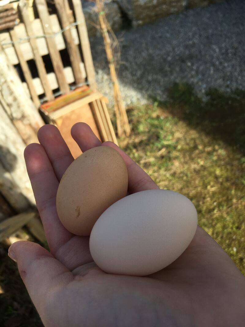 Due grandi uova nella mano di una donna in un giardino