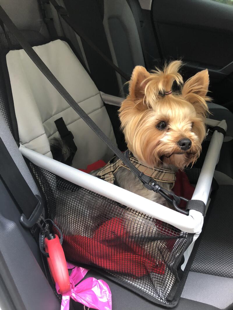 Een kleine bruine hond zat in een autostoel