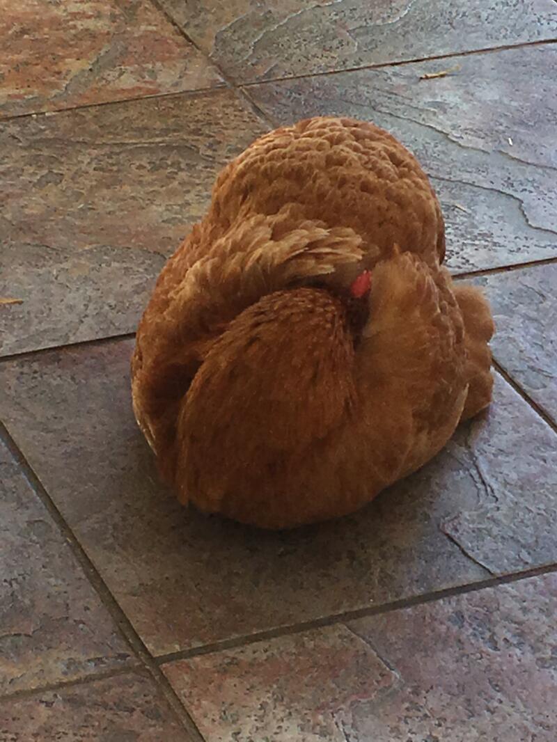 A chicken with its head under it's wing.