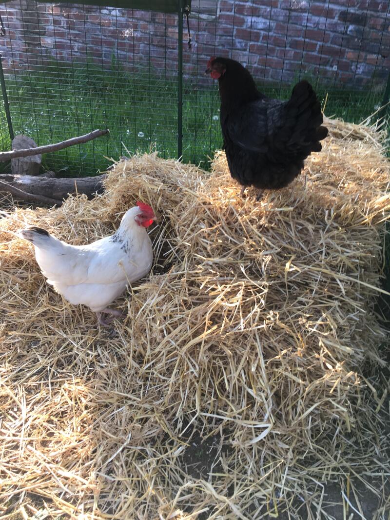 Chicken enjoying playing in the hay.