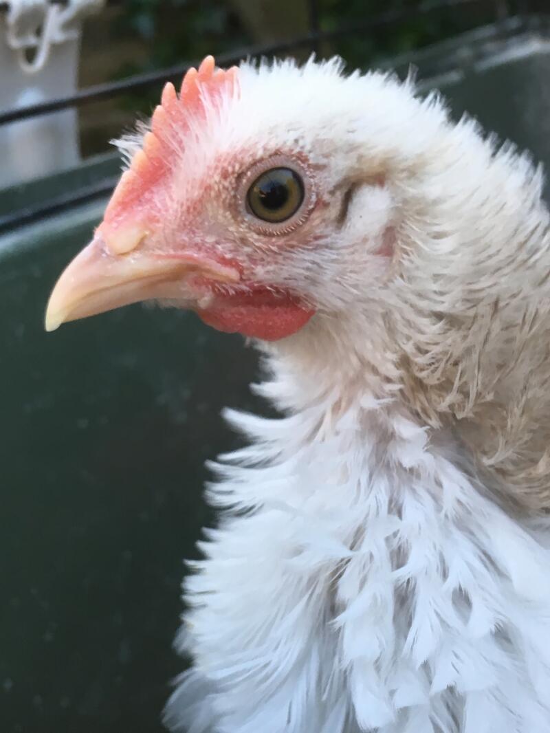 The head of a chicken