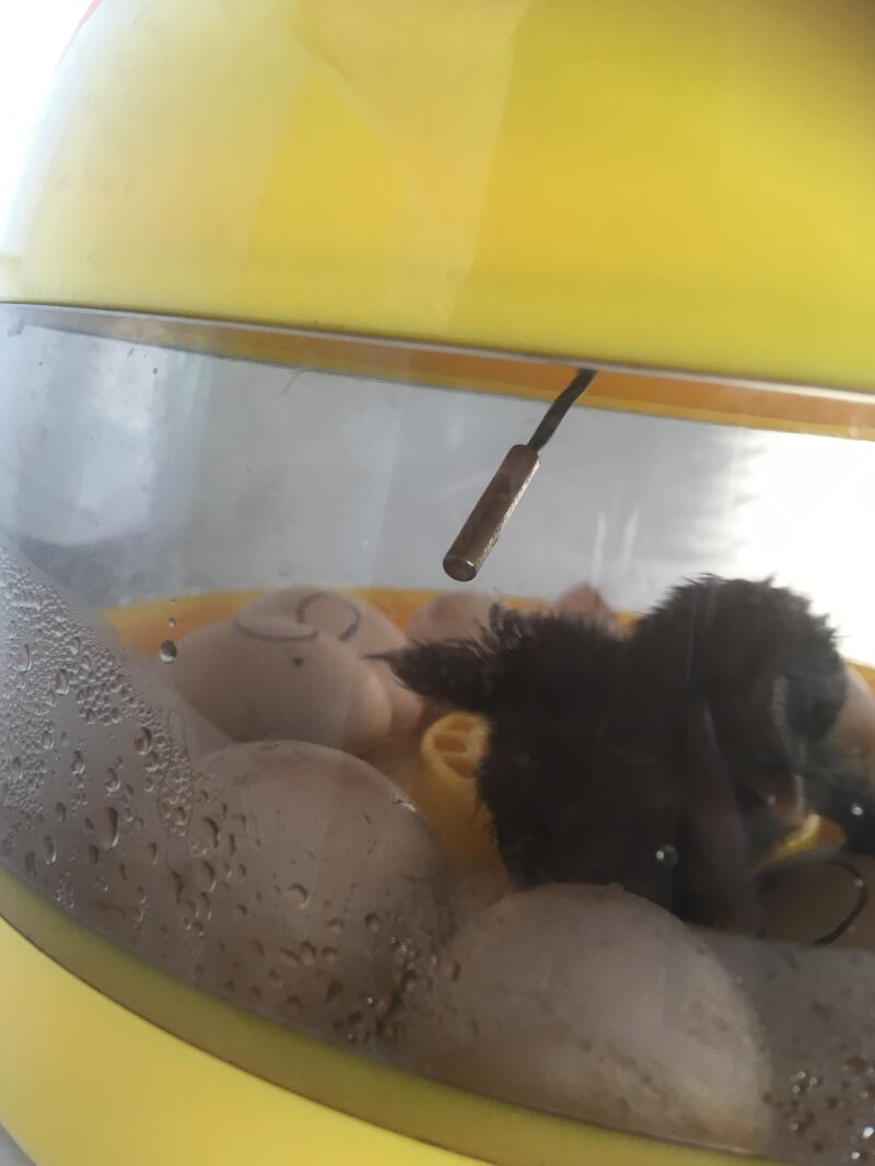 A chick breaking its shell from incubation