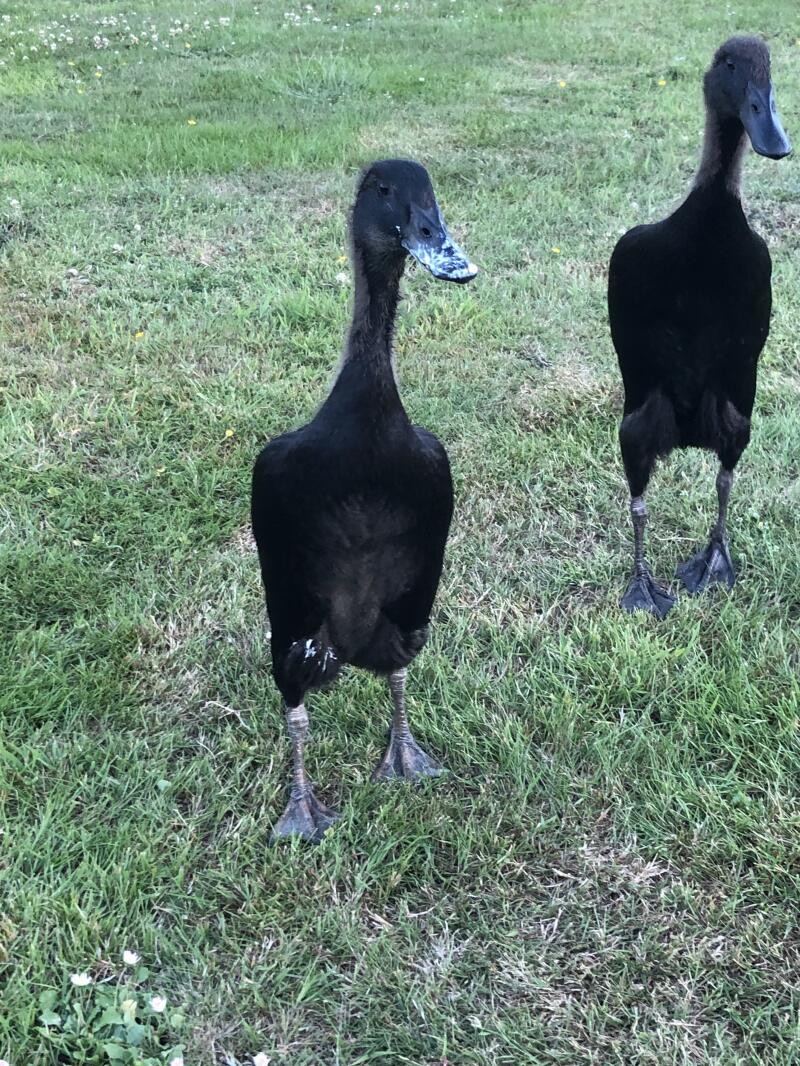 Black ducks.