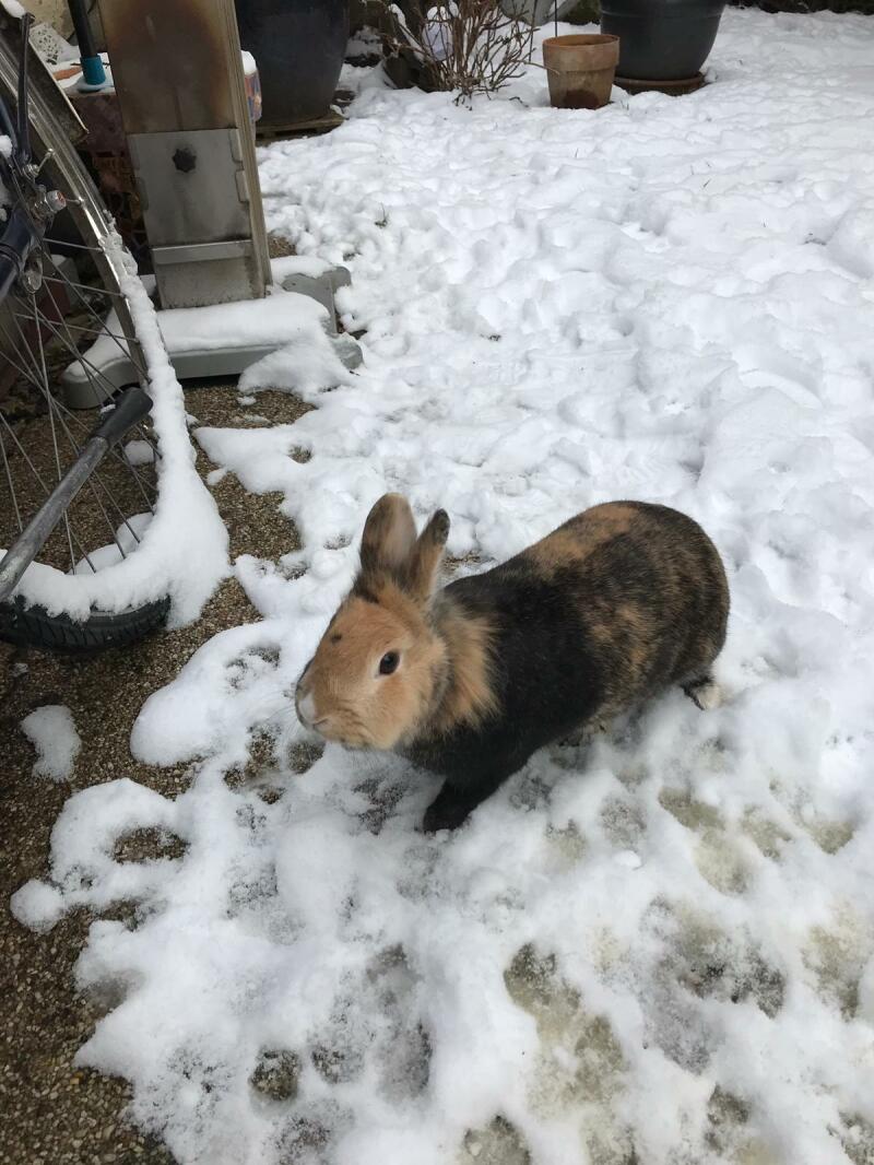 a black and brown bunny rabbit in the snow in a garden