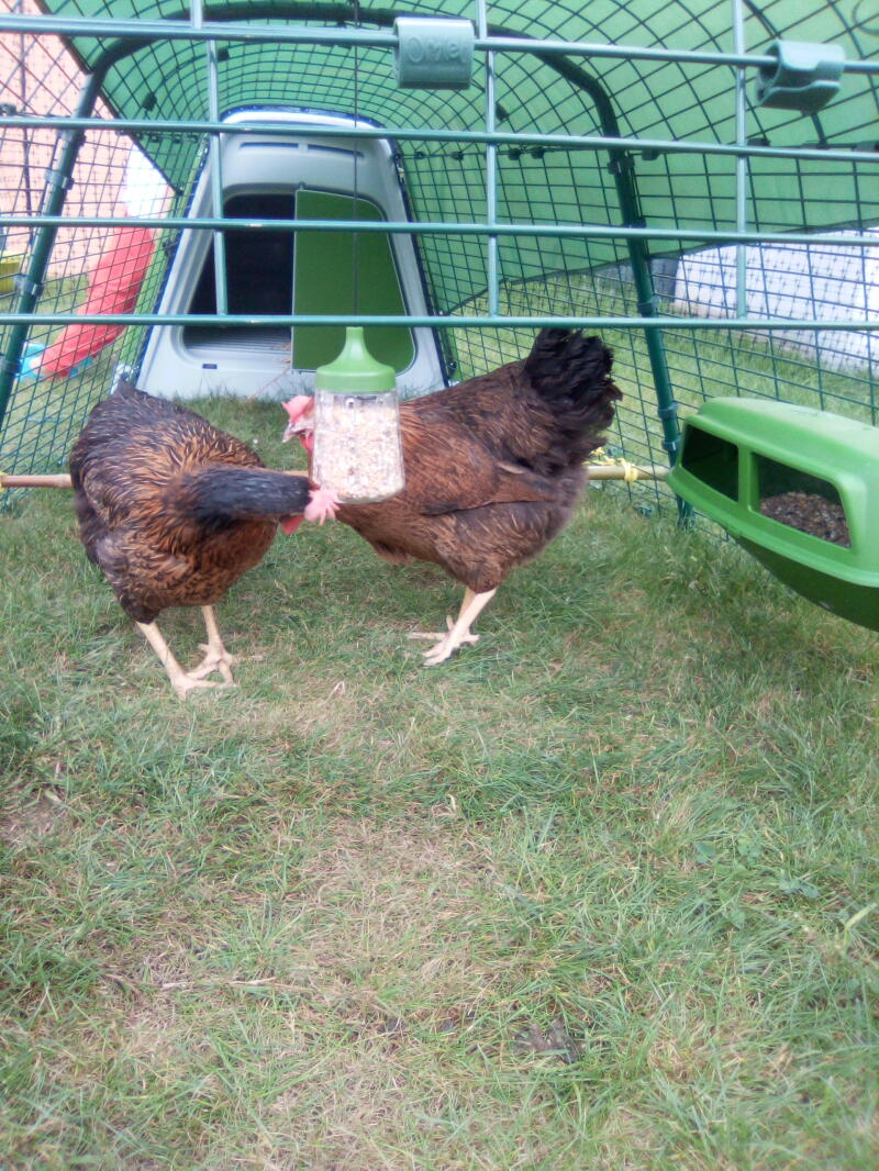 To kyllinger som hakker mat fra den hengende hakkleken