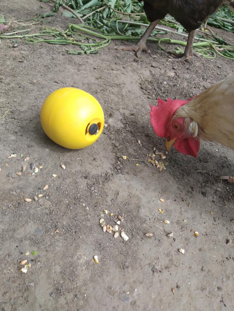 A peck toy for chickens.