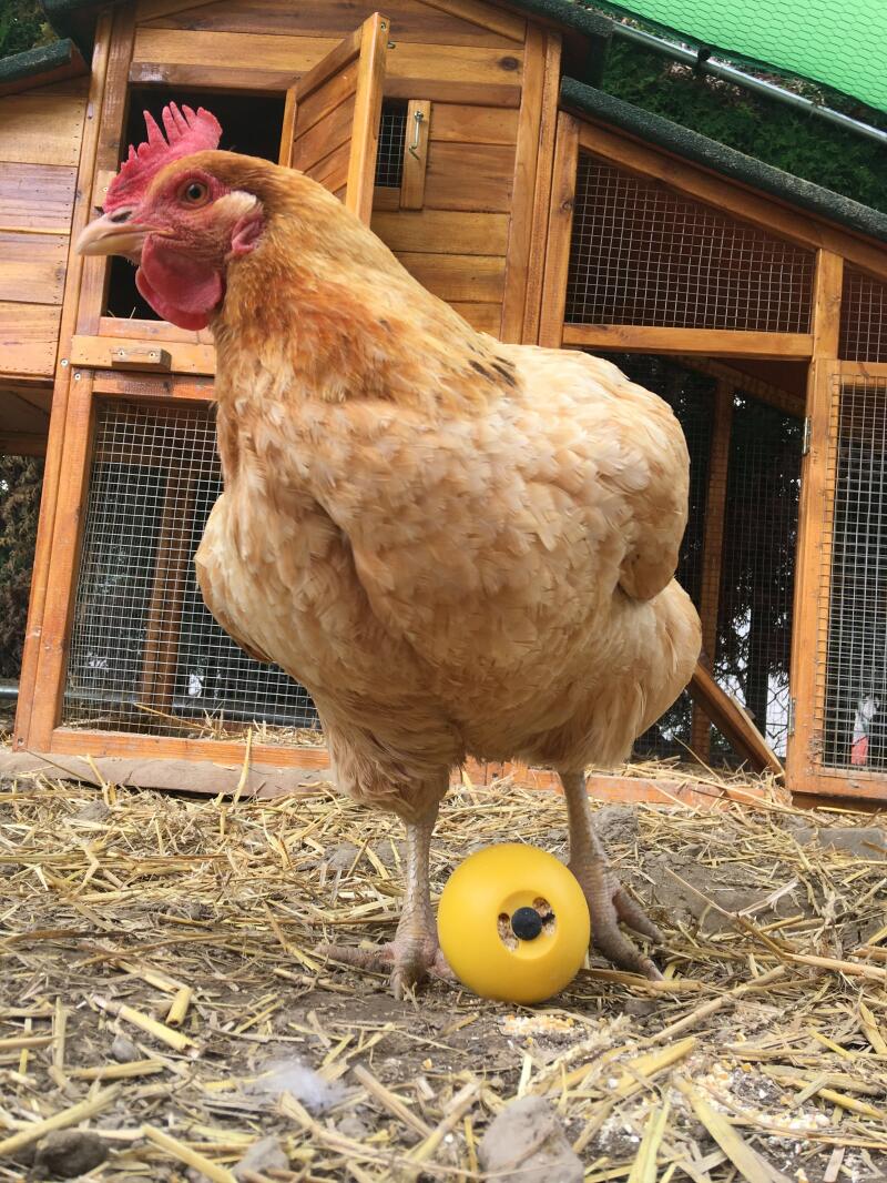 A chicken having fun with a peck toy.