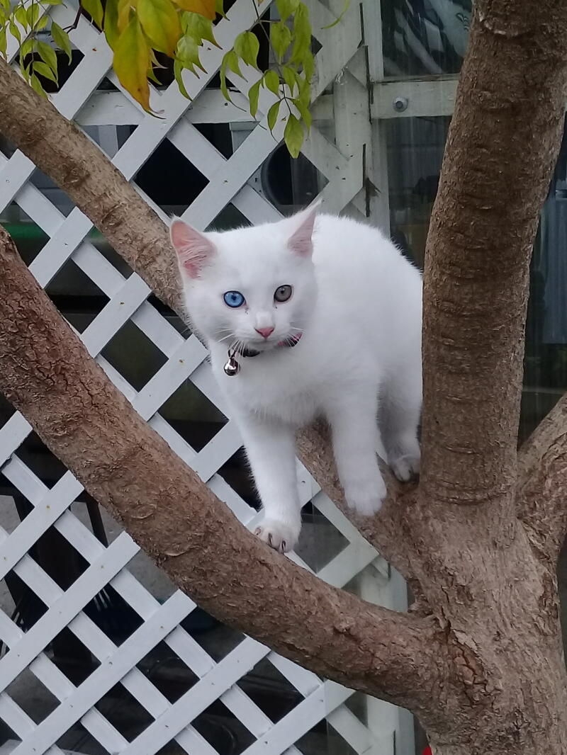 A white cat walking through the branches of a tree