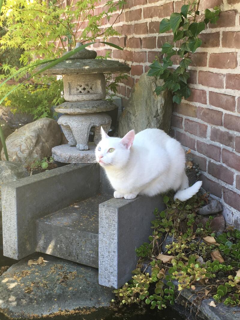 a white cat in a garden stood on a stone