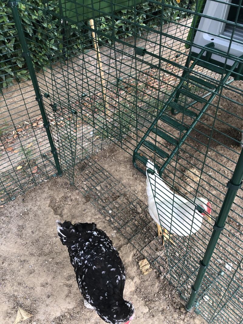 Deux poulets dans un poulailler à l'intérieur d'un parcours attaché à un parcours et un poulailler.