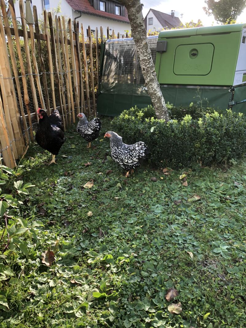 Green chicken coop in a garden with hens outside next to a garden fence
