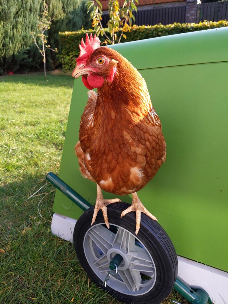 Kyckling som står på Eglu Go hönshus med hjul