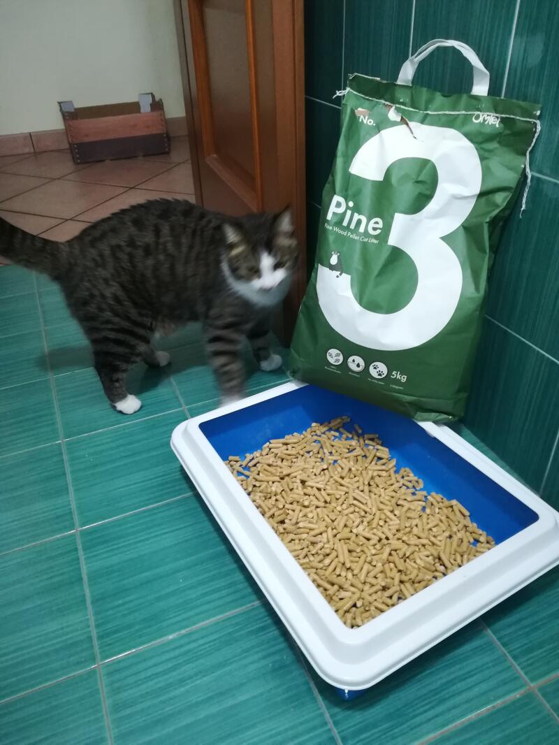 A cat next to his litter box and bag of pine litter