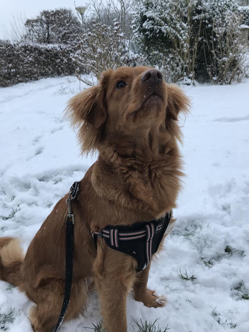 Ein brauner hund stand in der Snow auf einem spaziergang