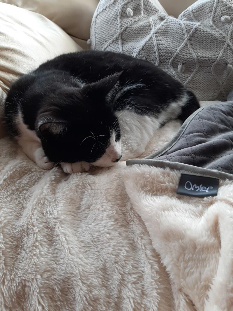 Luxury manta super suave para gatos