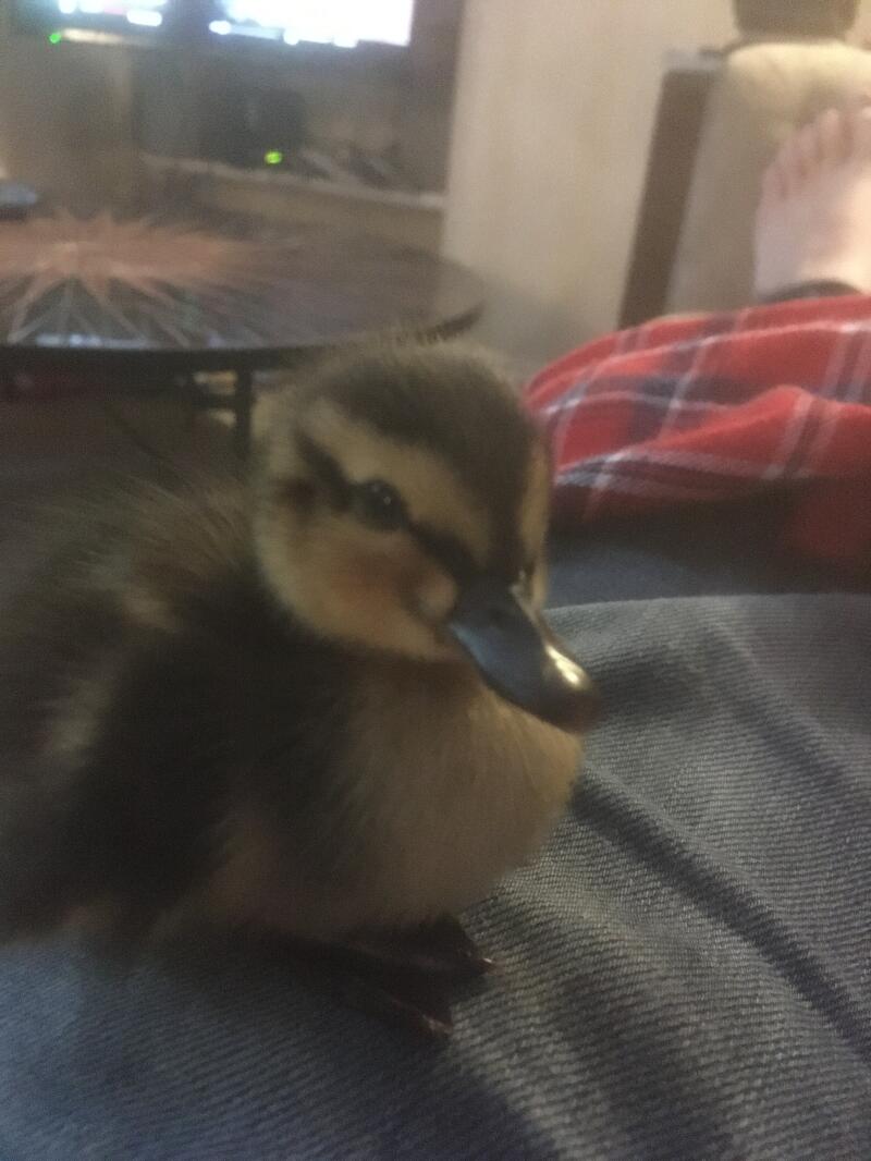 Rescued duck 