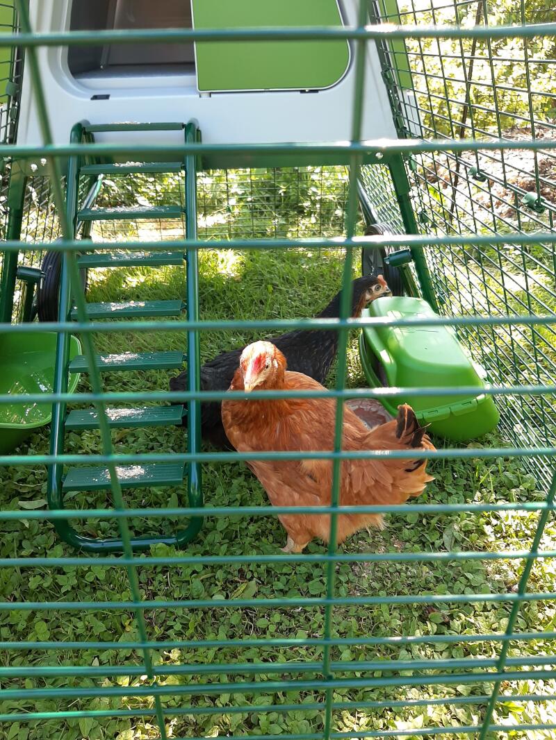 En kylling inne i en Omlet hønsegård.