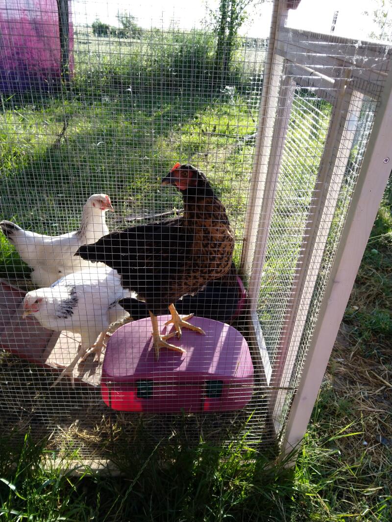 Hühner im auslauf