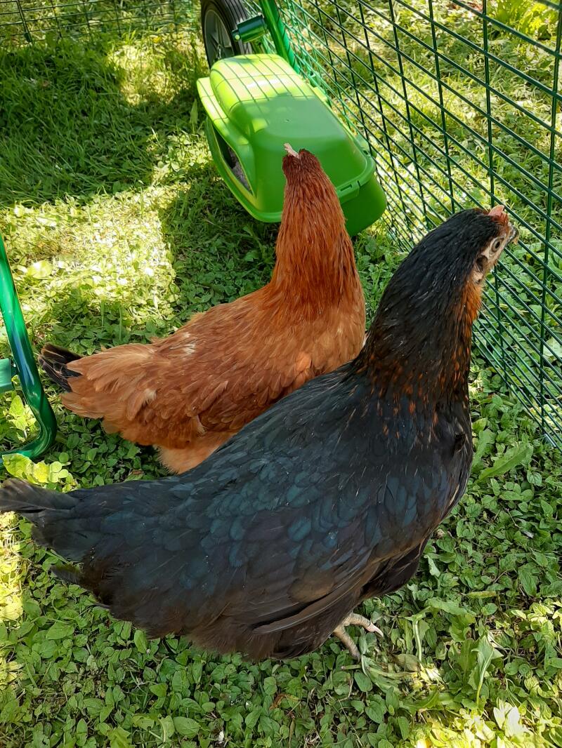 Twee kippen in een Omlet kippenren.