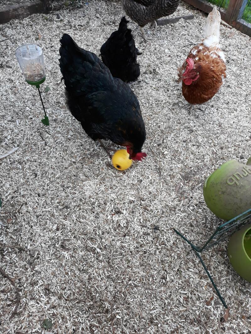 Chicken toy food ball is a hit in our coop our hens love it. 