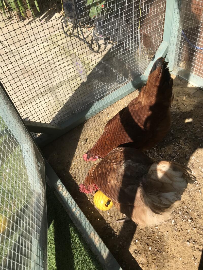 Two chickens getting treats from a ball chicken toy