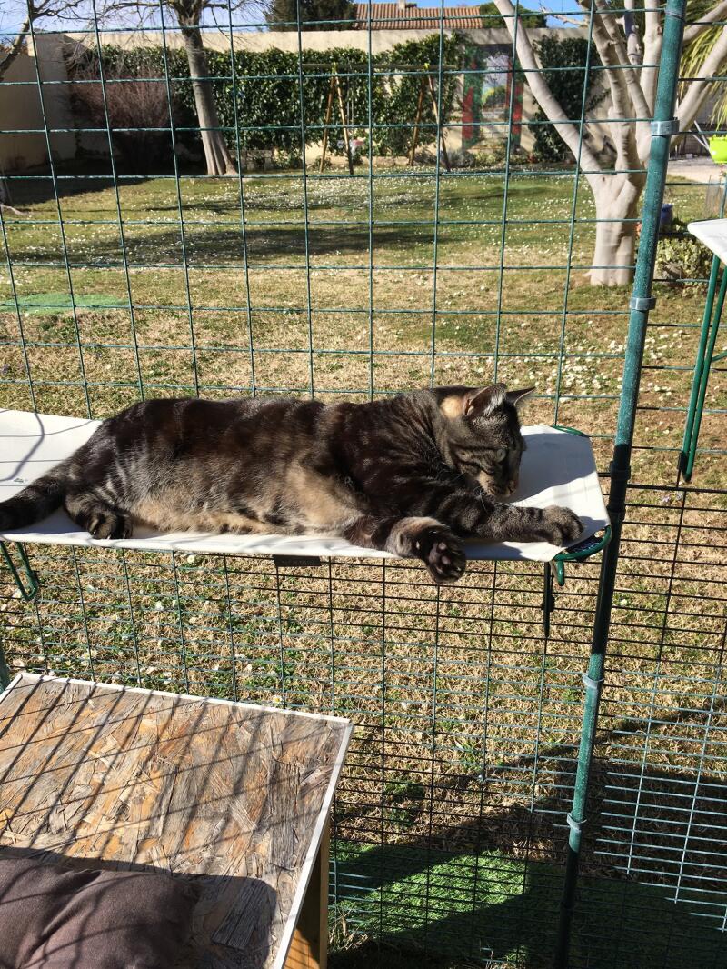 Kot leżący na tkaninie Omlet półka dla kota w Omlet catio