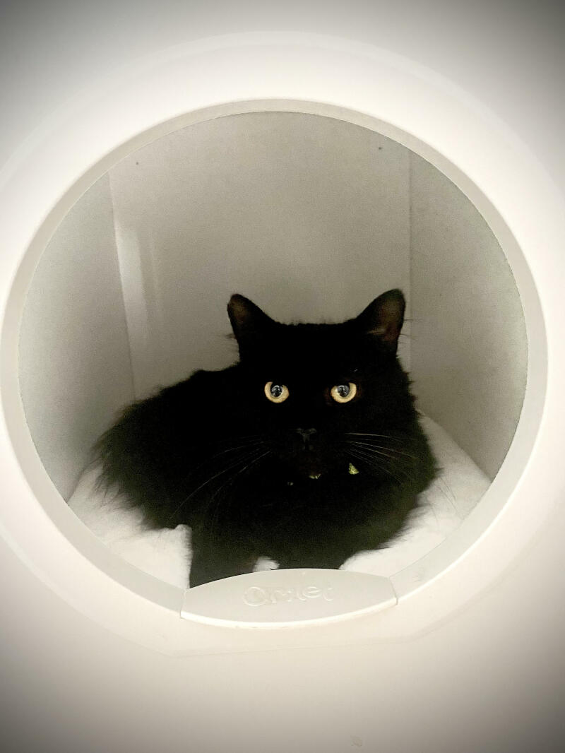 Un gato negro descansando en su casita