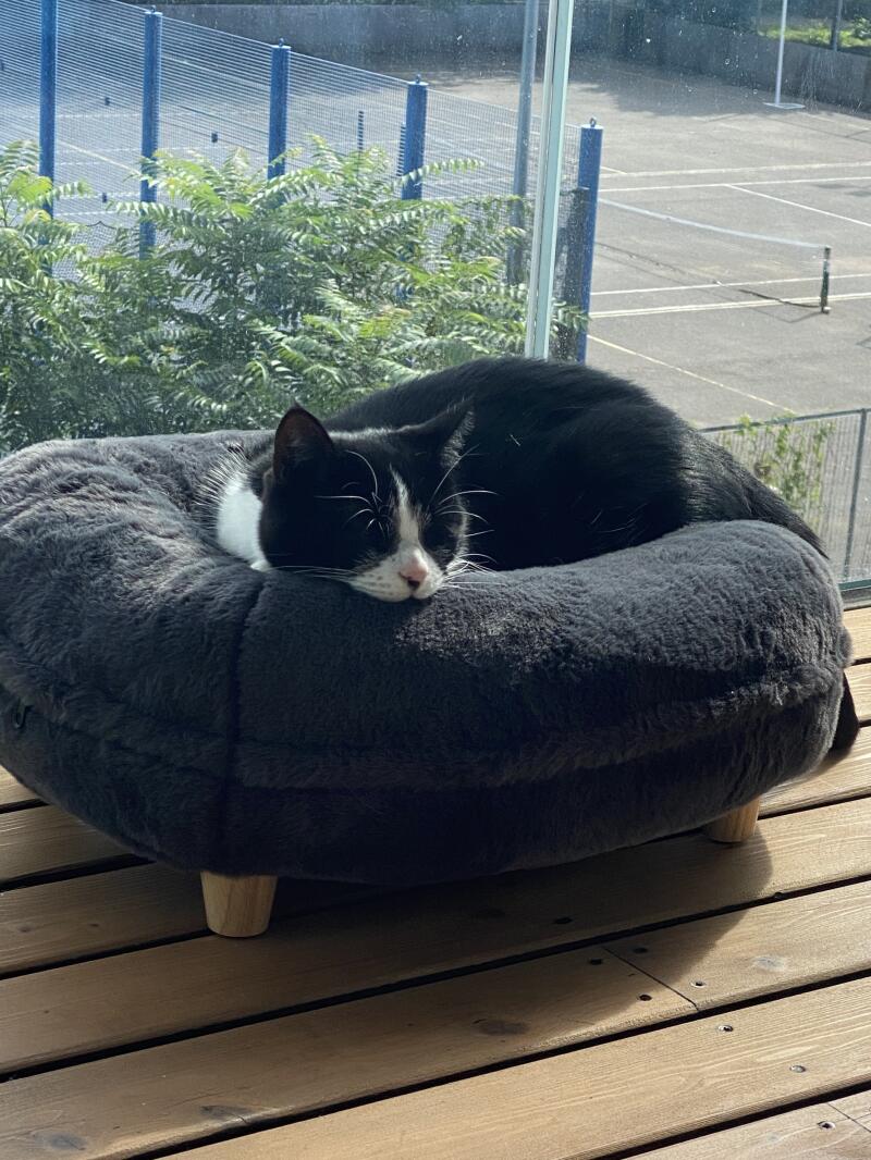 En katt som hviler komfortabelt i sin grå smultringformede seng