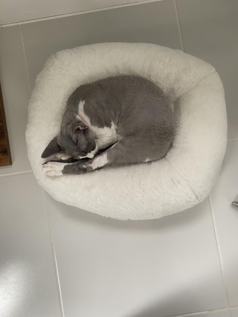 Un gato gris que duerme plácidamente en su cama blanca en forma de donut
