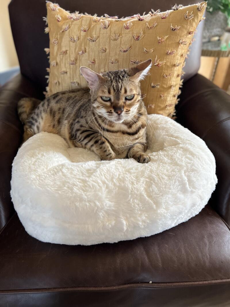 A cat resting in his white donut shaped cat bed