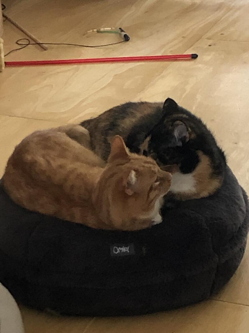 Två katter som delar en donutformad kattbädd