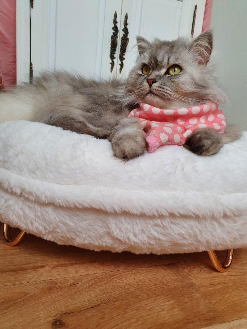 Kat sidder på Omlet Maya kat donut seng med Gold hårnåle fødder
